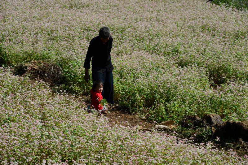 Cánh đồng hoa Tam Giác Mạch